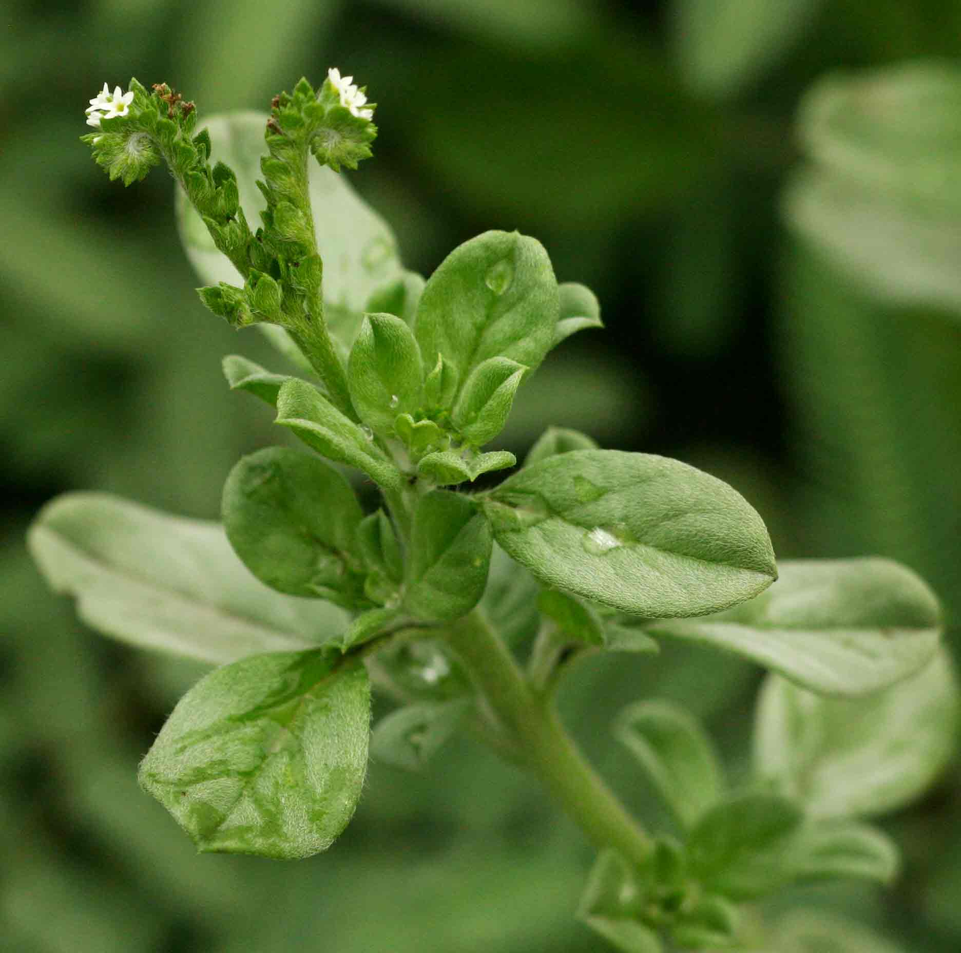 Euploca ovalifolia Euploca ovalifolia