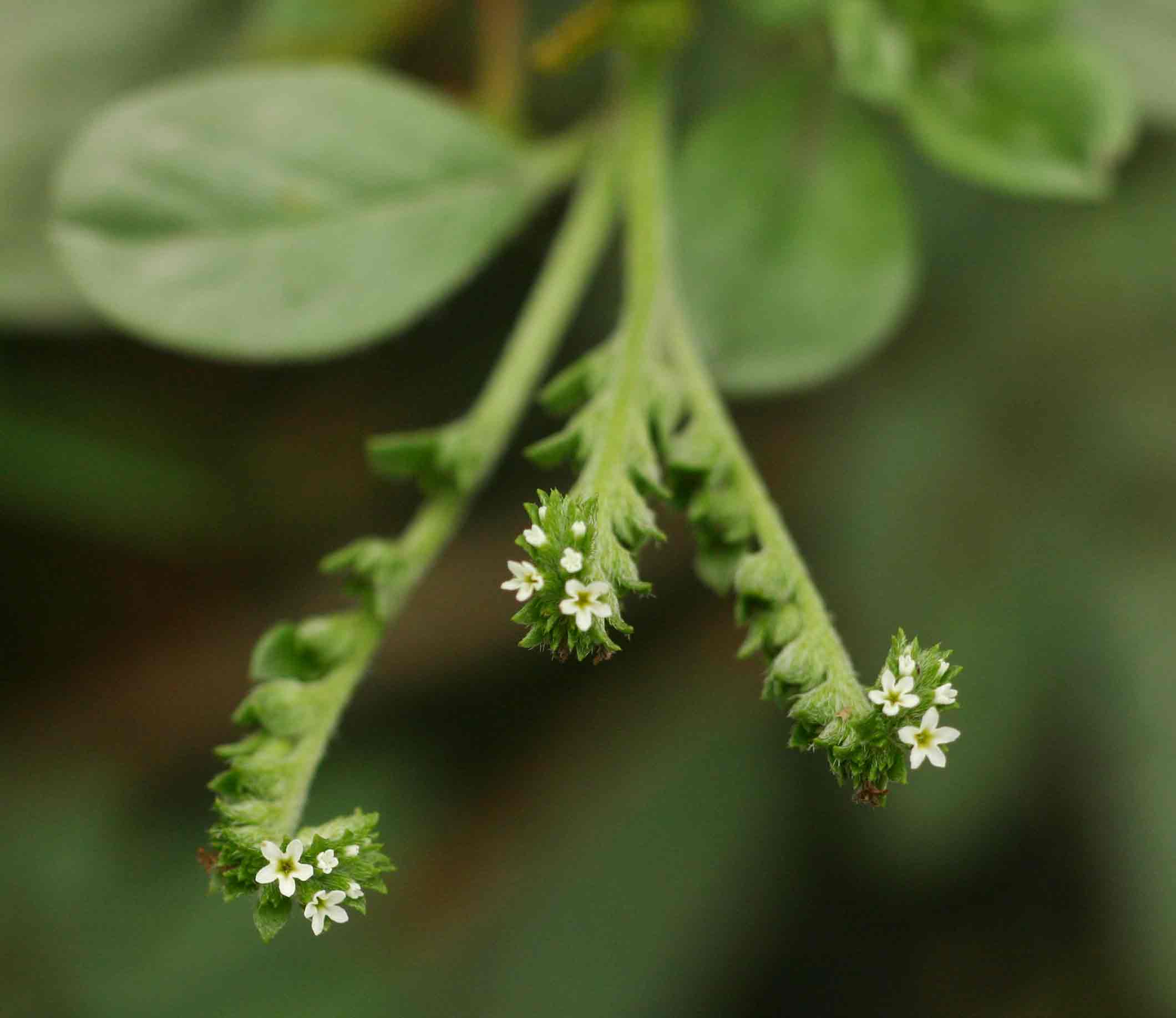 Euploca ovalifolia