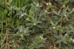 Euploca ovalifolia