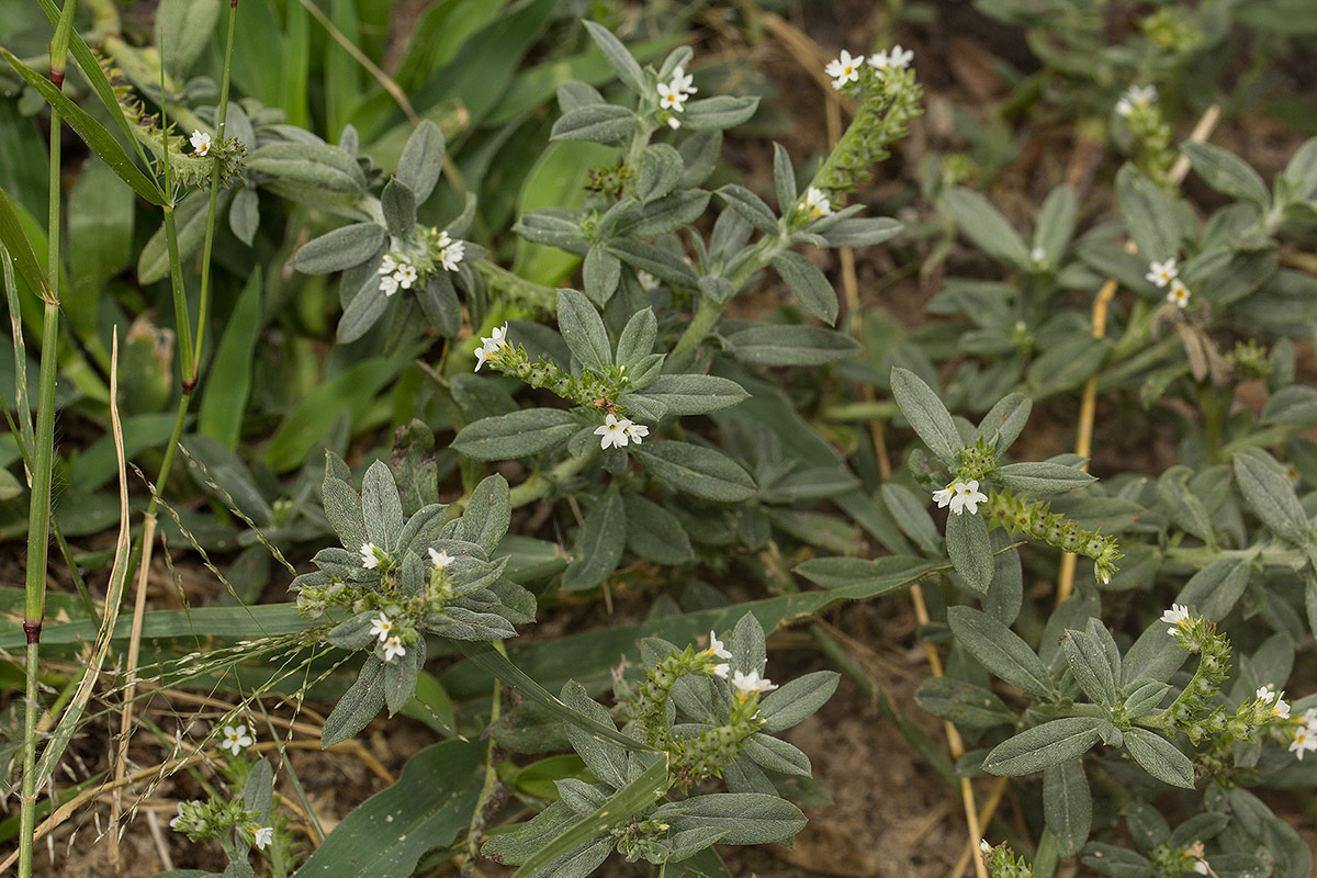 Euploca ovalifolia Euploca ovalifolia