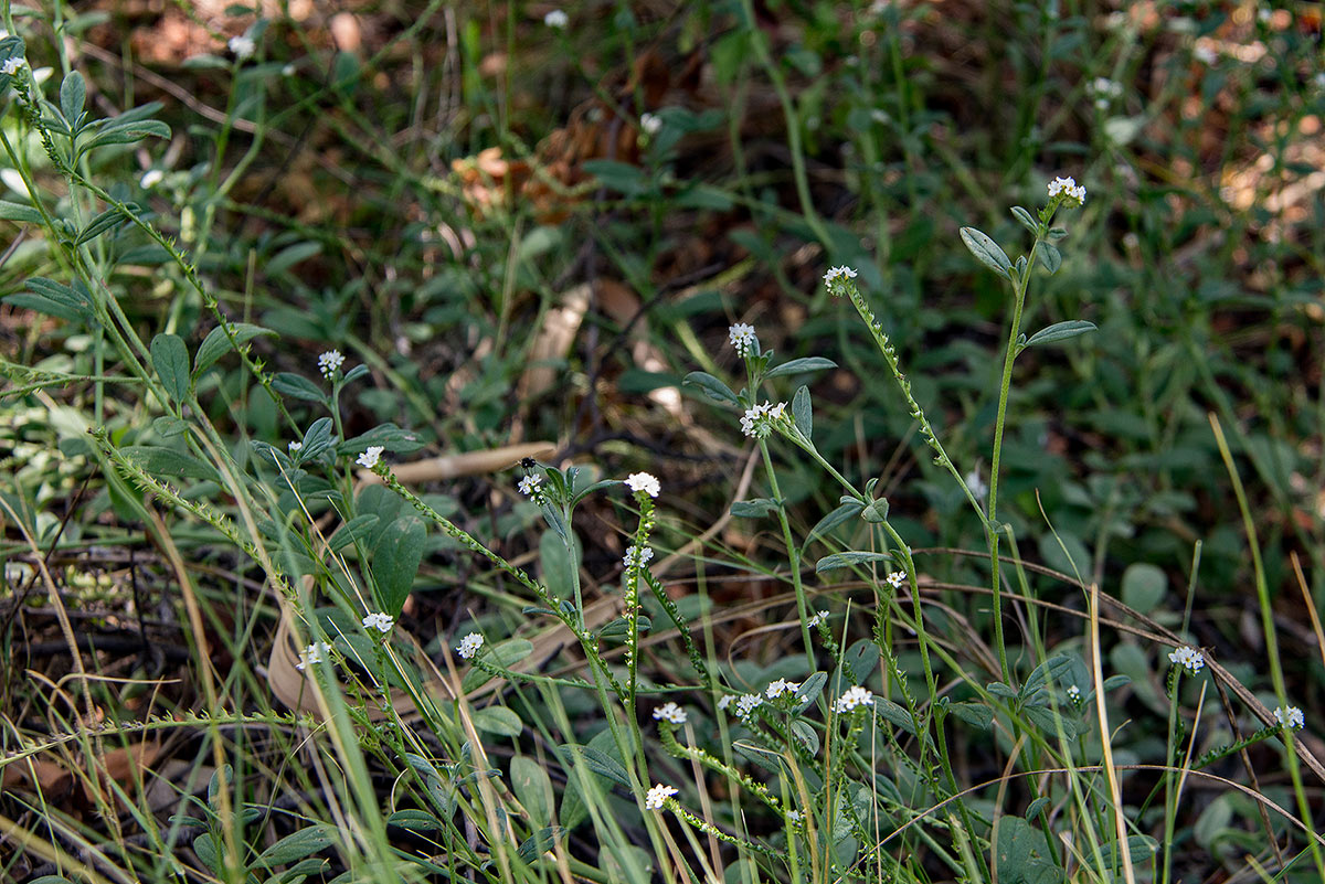 Euploca ovalifolia
