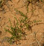 Euploca strigosa