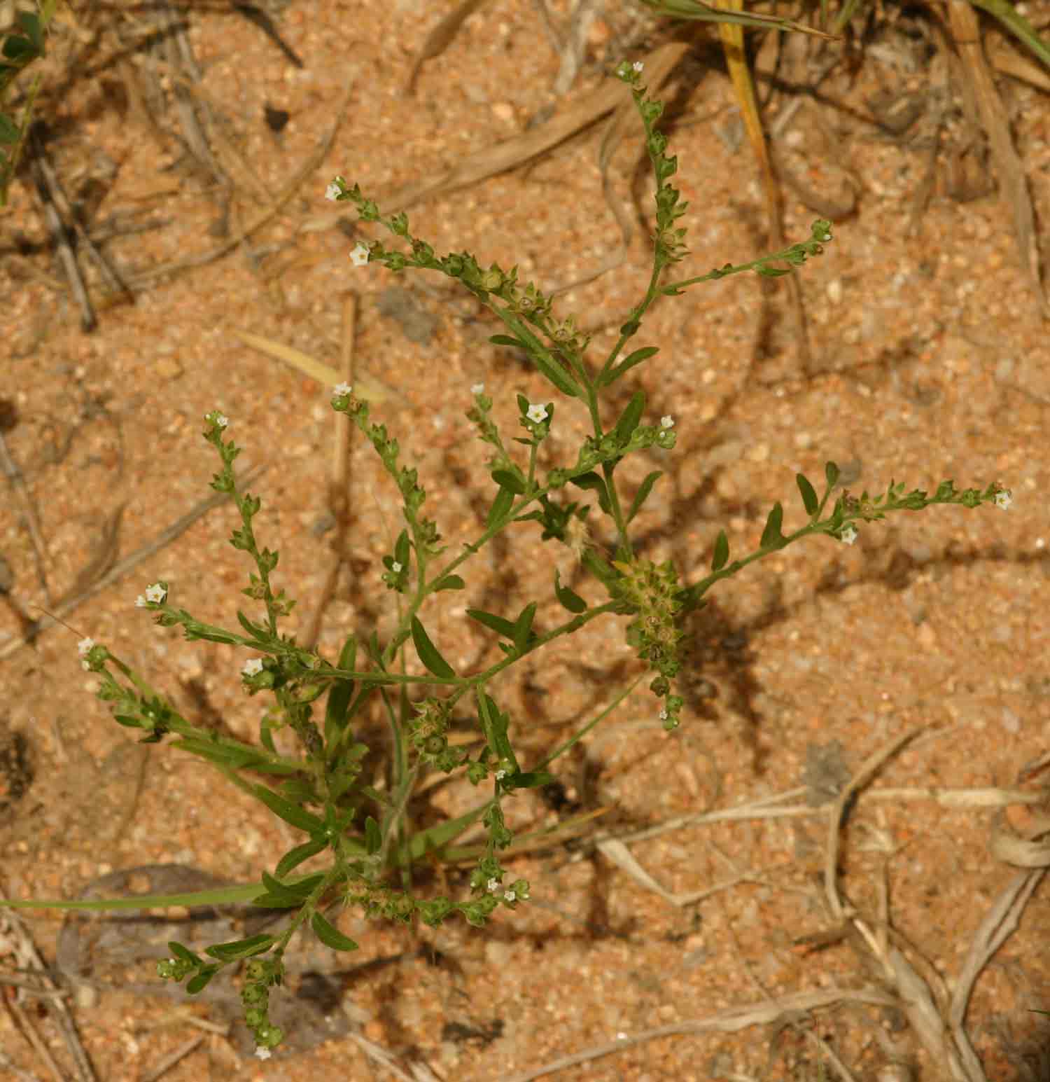 Euploca strigosa