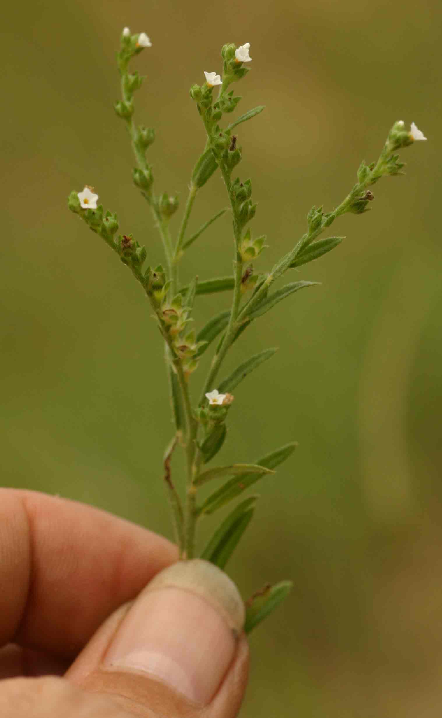 Euploca strigosa