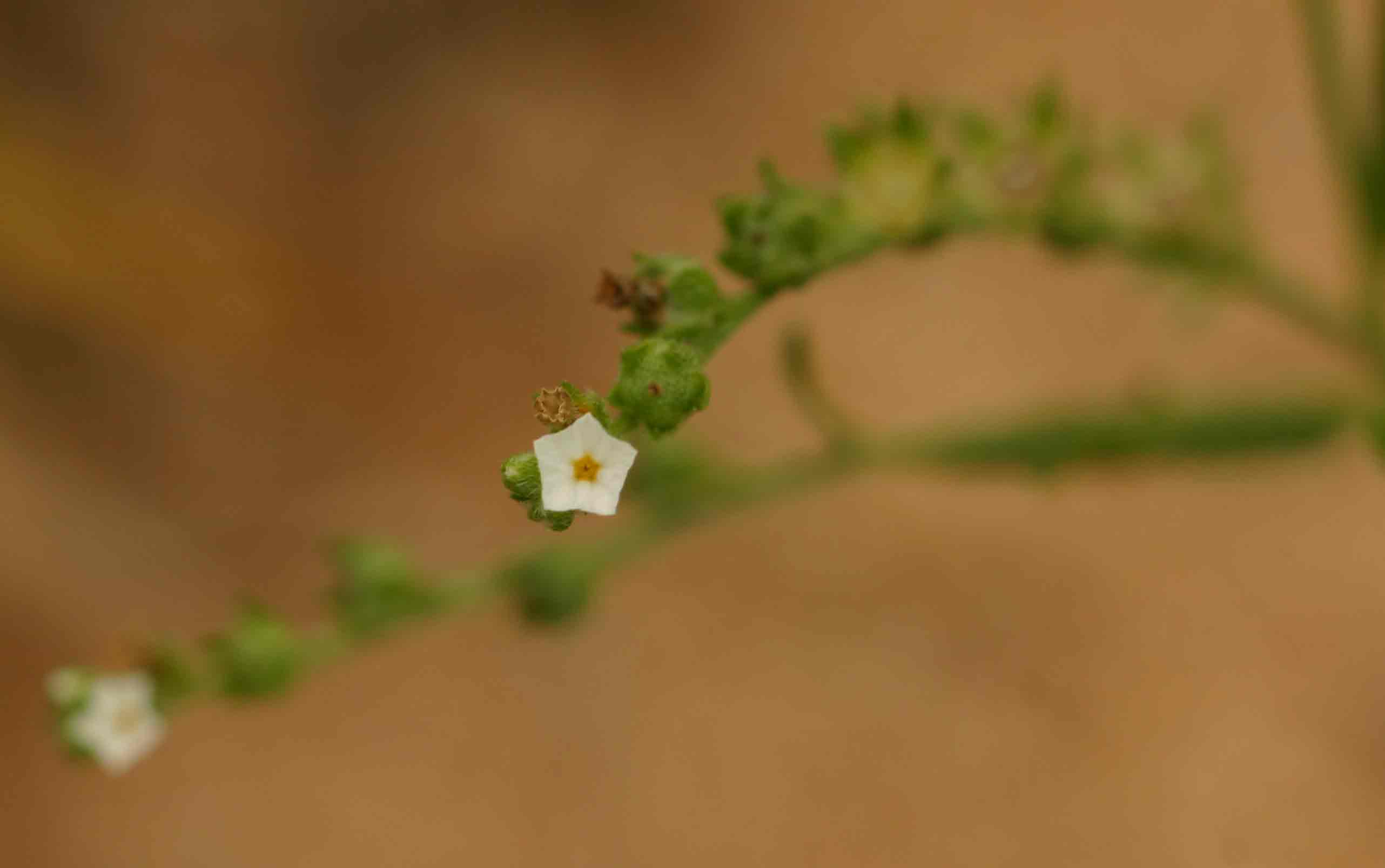 Euploca strigosa