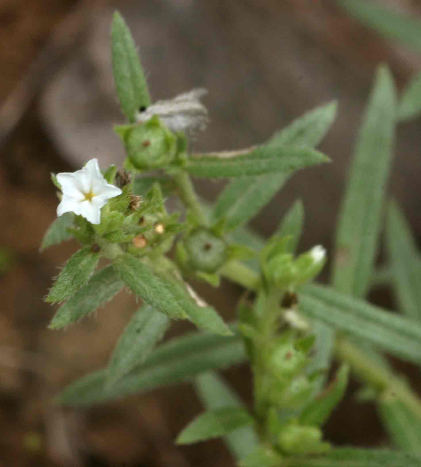 Euploca strigosa