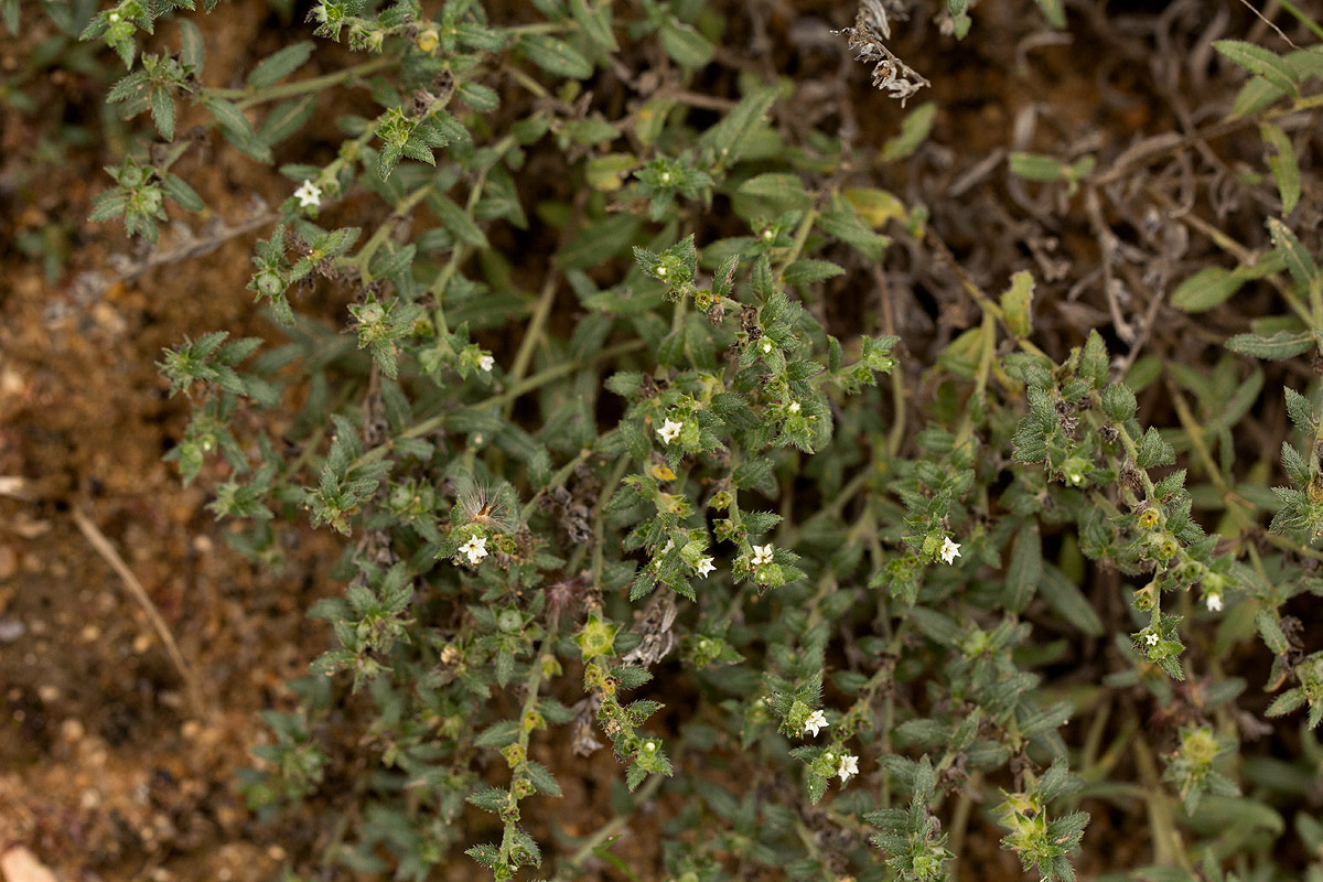 Euploca strigosa