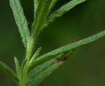 Heliotropium zeylanicum