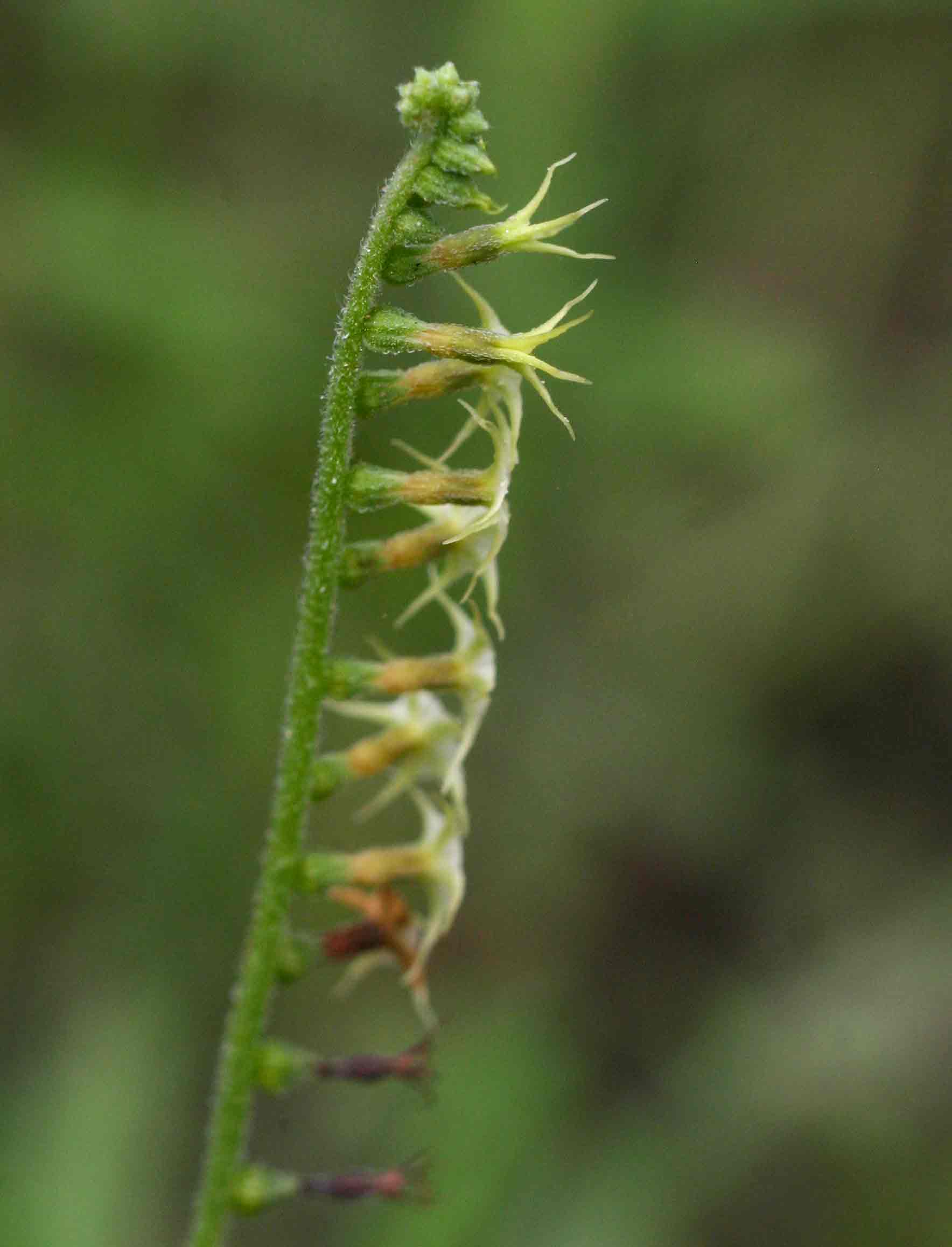 Heliotropium zeylanicum Heliotropium zeylanicum