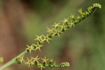 Heliotropium zeylanicum