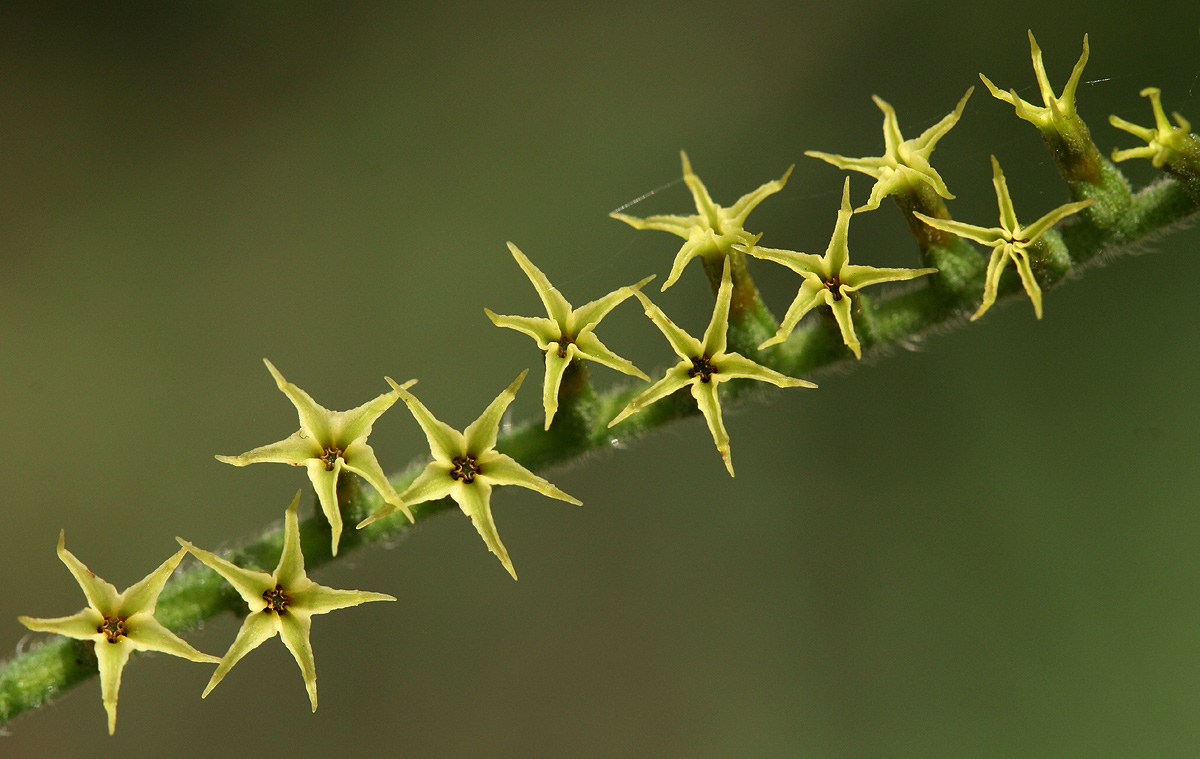 Heliotropium zeylanicum