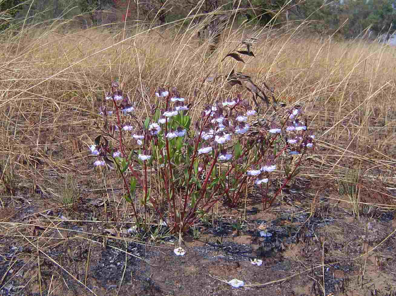 Trichodesma ambacense subsp. hockii