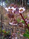 Trichodesma ambacense subsp. hockii