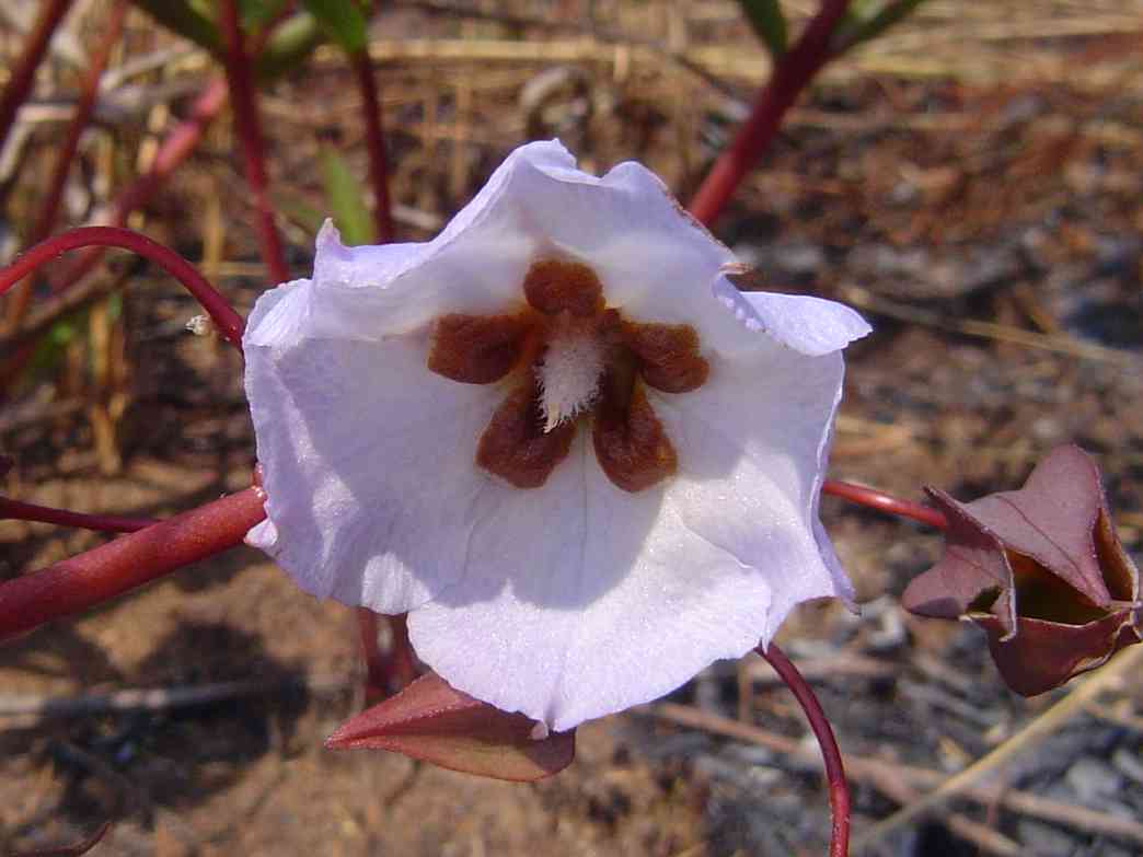 Trichodesma ambacense subsp. hockii