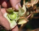 Trichodesma ambacense subsp. hockii