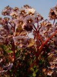 Trichodesma ambacense subsp. hockii