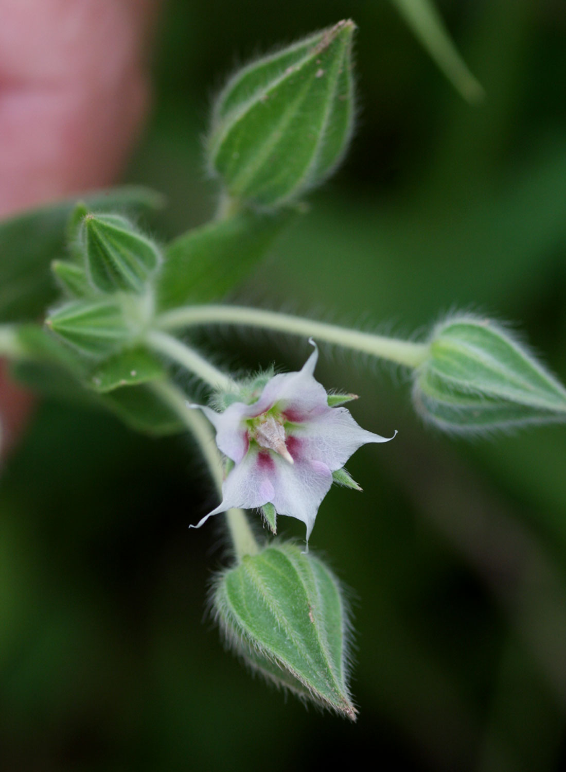 Trichodesma zeylanicum