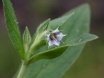 Trichodesma zeylanicum