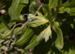 Trichodesma zeylanicum