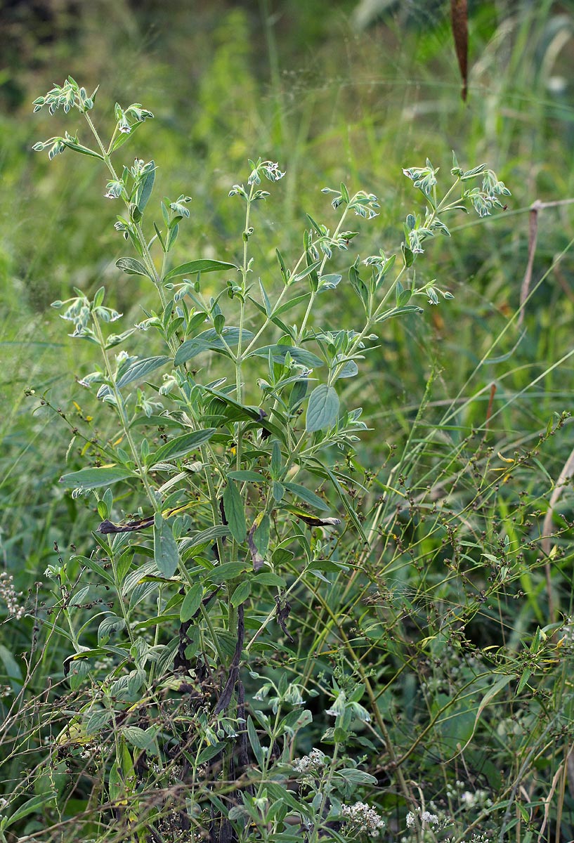Trichodesma zeylanicum
