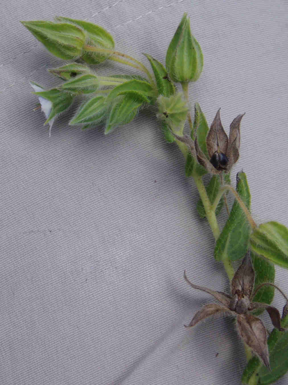 Trichodesma zeylanicum