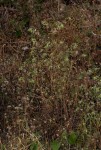 Trichodesma zeylanicum