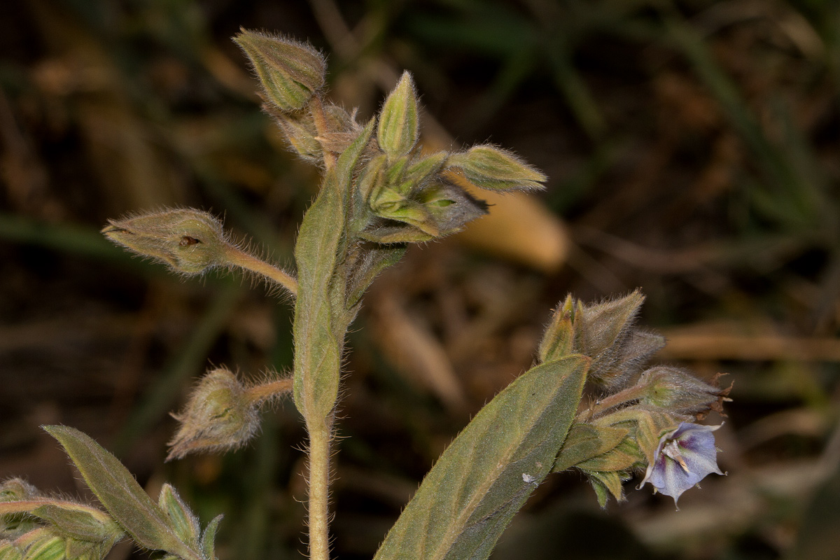 Trichodesma zeylanicum