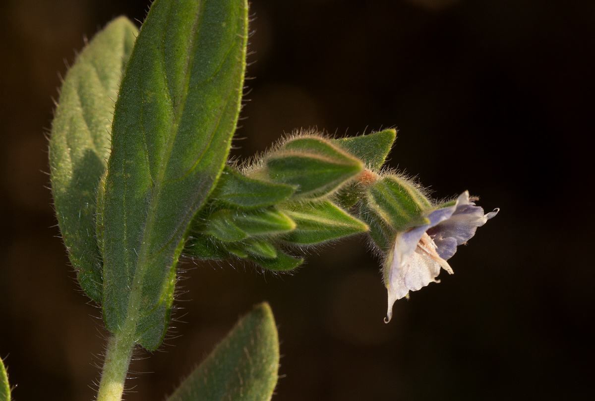 Trichodesma zeylanicum