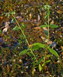 Trichodesma zeylanicum