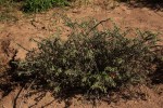 Trichodesma zeylanicum