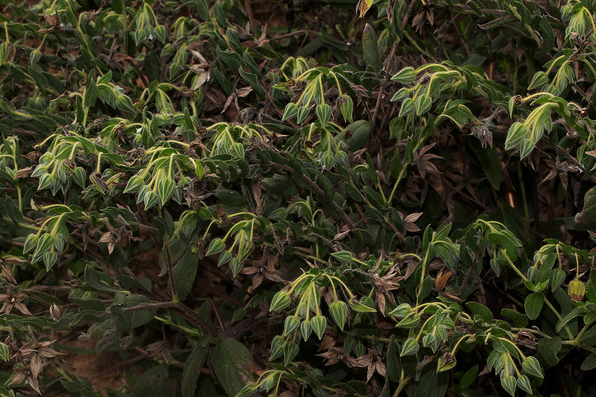 Trichodesma zeylanicum