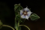 Trichodesma zeylanicum
