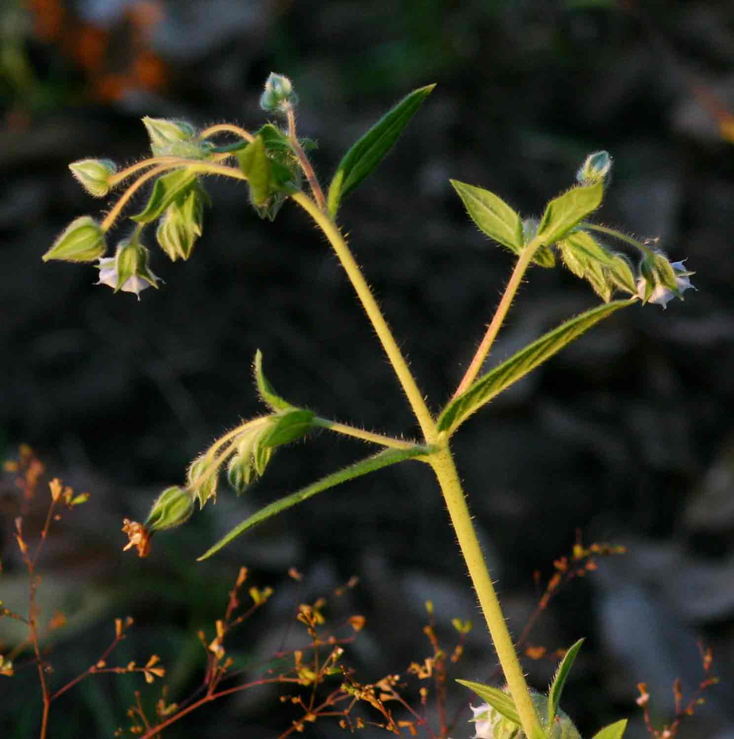Trichodesma zeylanicum