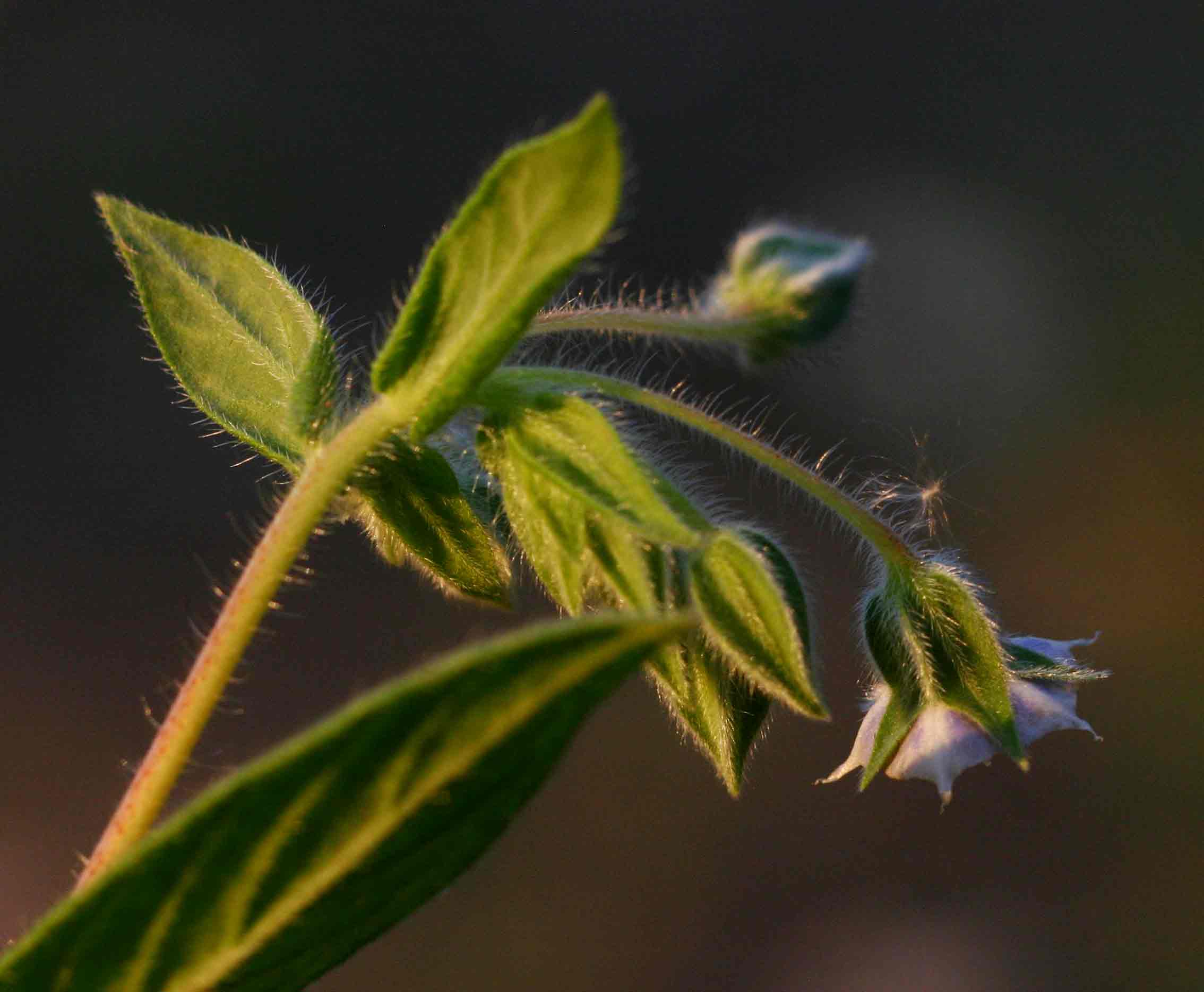 Trichodesma zeylanicum