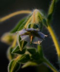 Trichodesma zeylanicum