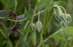 Trichodesma zeylanicum