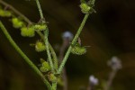 Cynoglossum lanceolatum