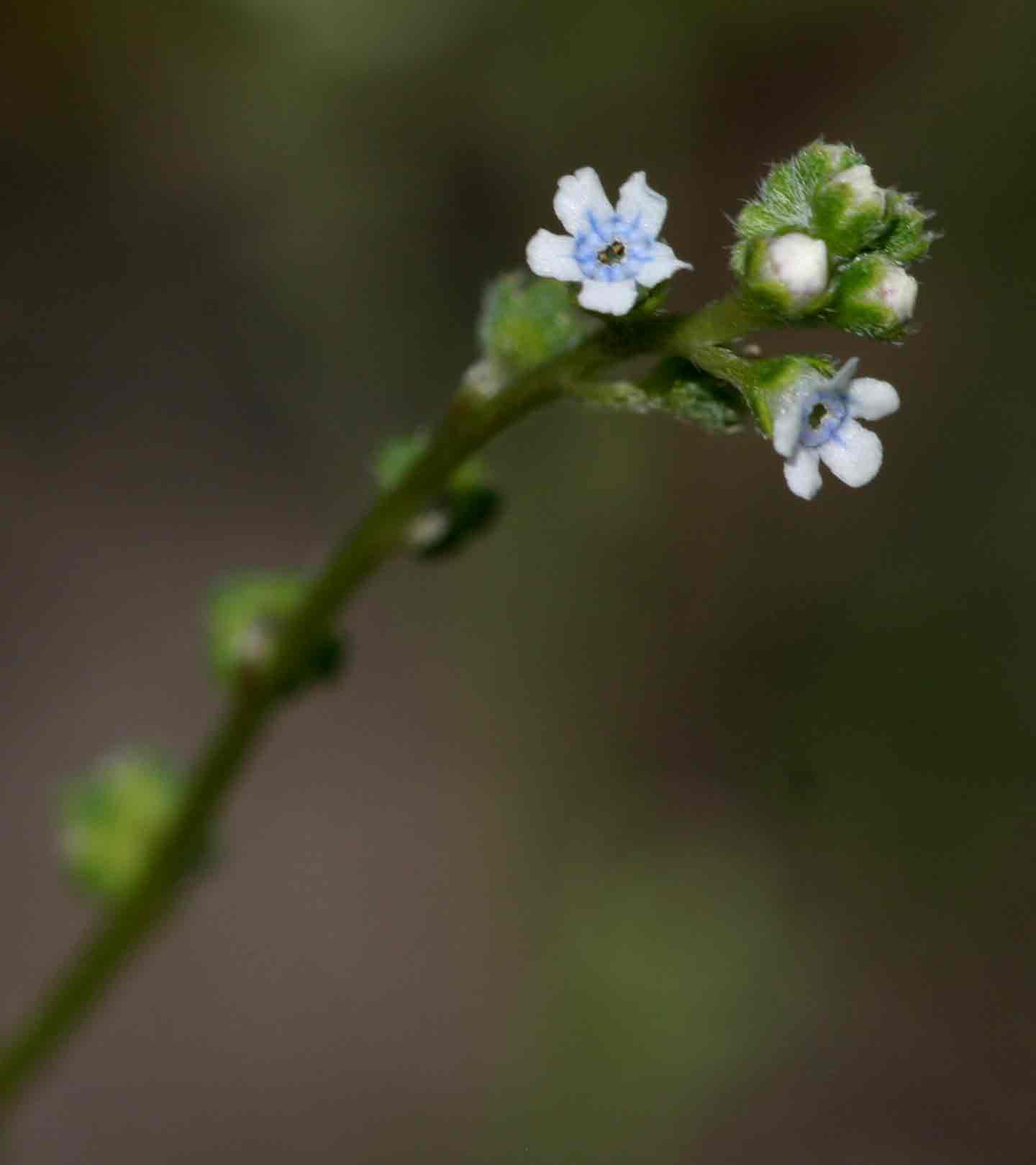 Cynoglossum lanceolatum