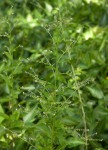 Cynoglossum lanceolatum