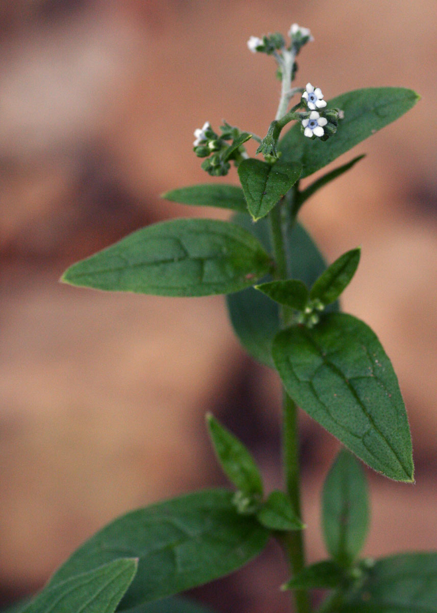 Cynoglossum lanceolatum