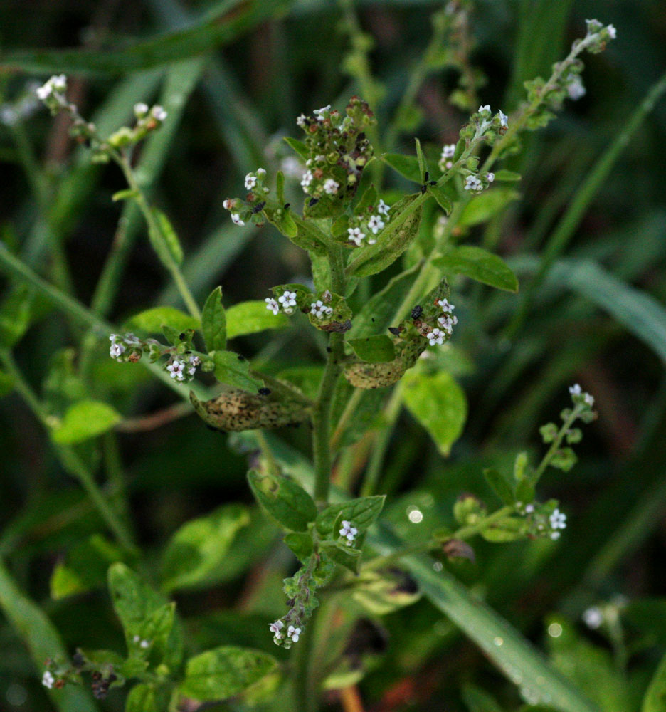Cynoglossum lanceolatum