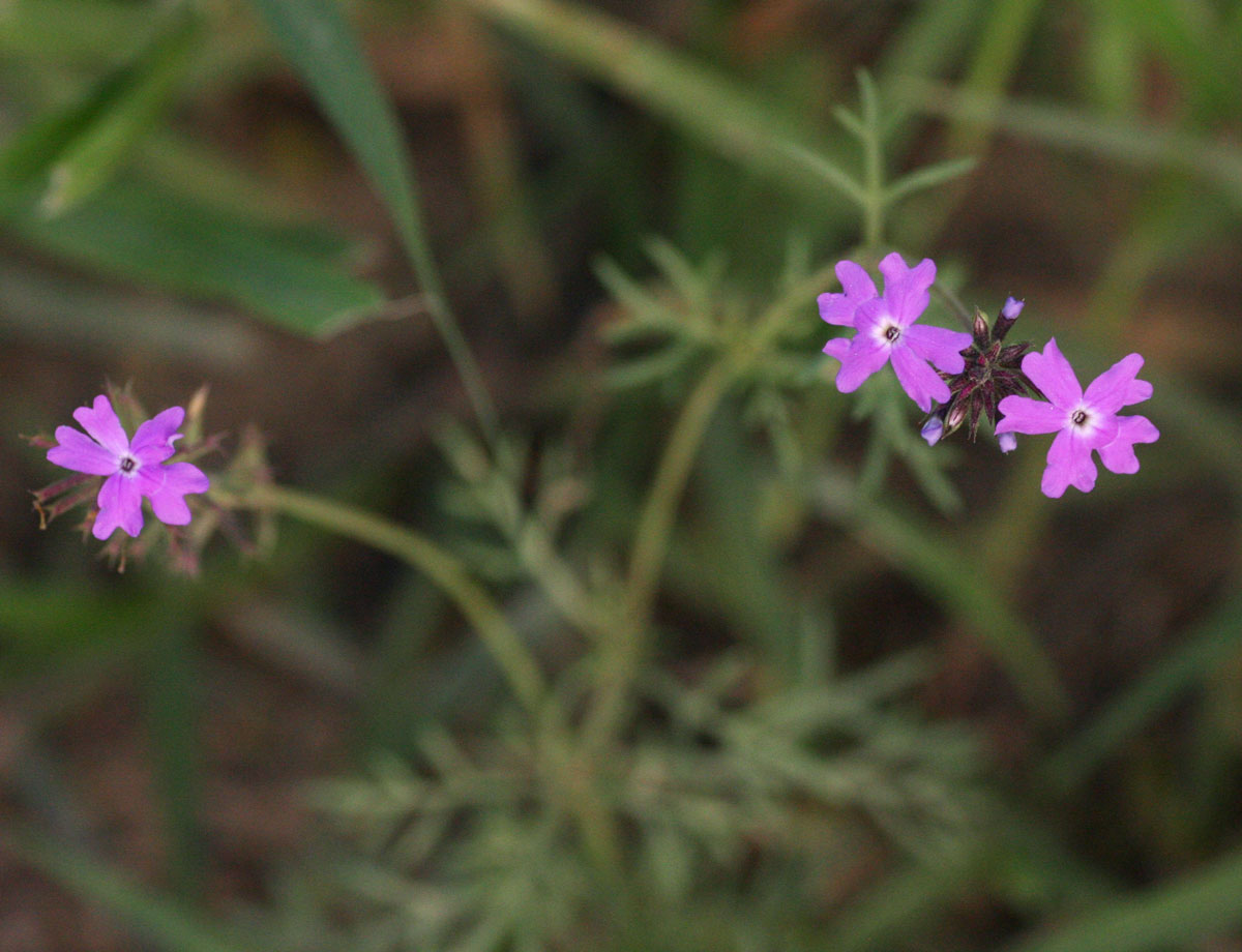 Verbena aristigera Verbena aristigera
