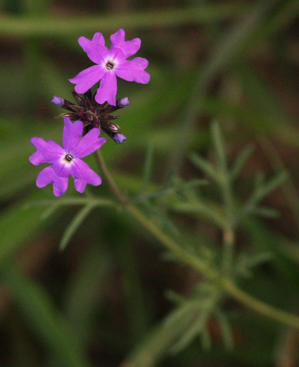 Verbena aristigera Verbena aristigera