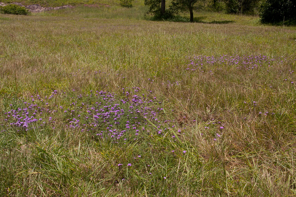 Verbena aristigera Verbena aristigera