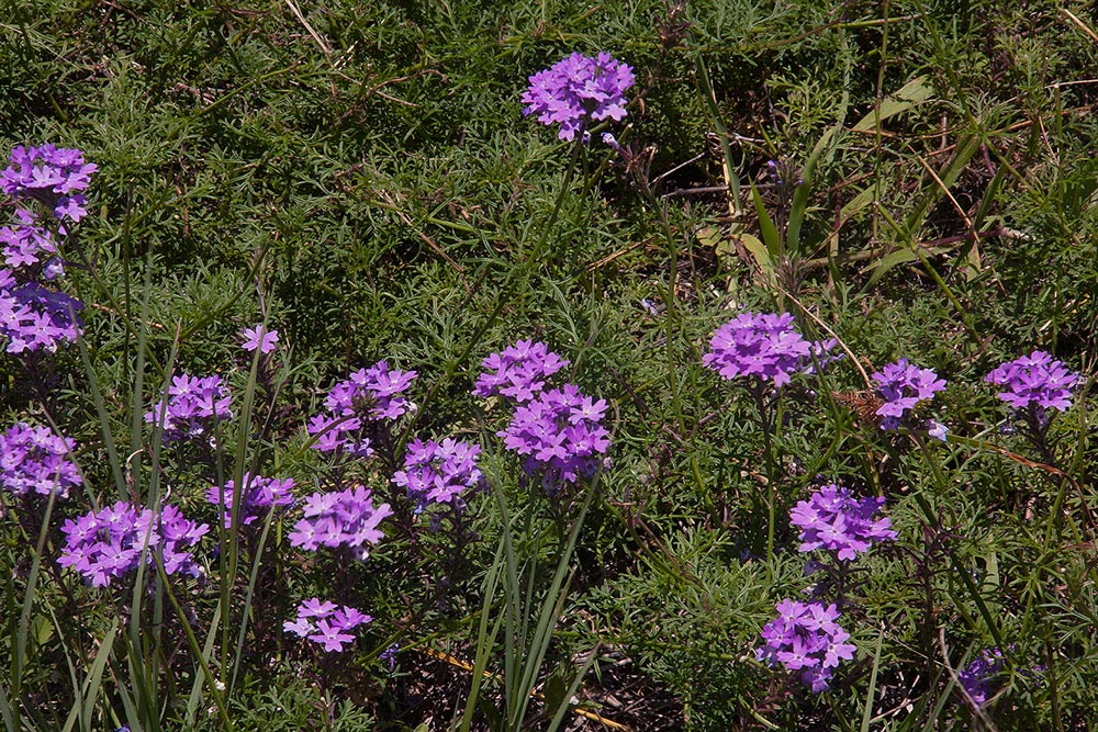 Verbena aristigera Verbena aristigera