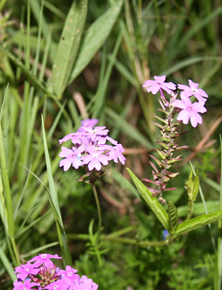 Verbena aristigera Verbena aristigera