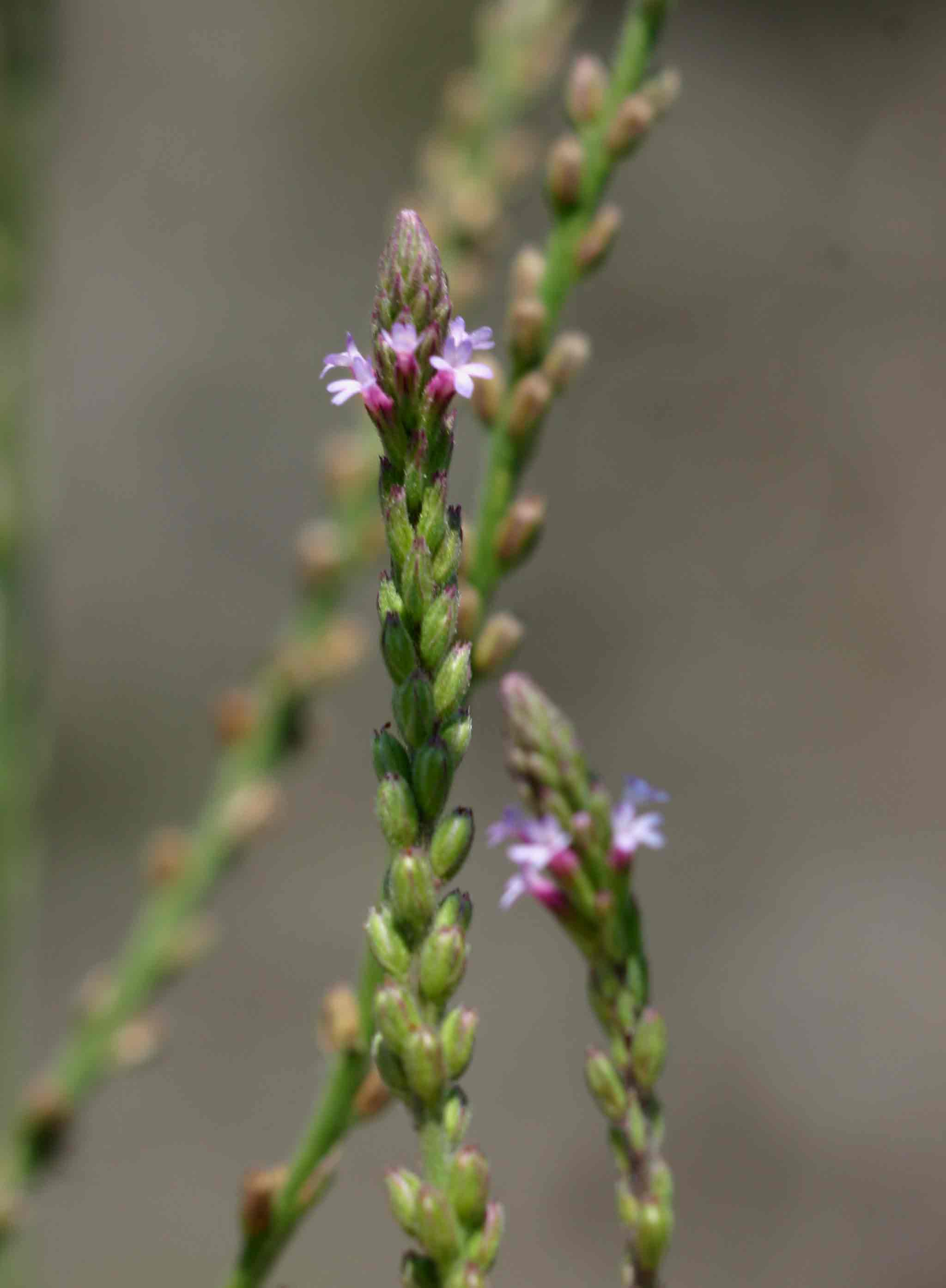 Verbena officinalis subsp. africana Verbena officinalis subsp. africana