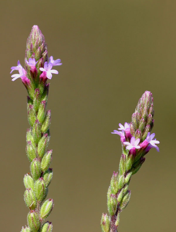 Verbena officinalis subsp. africana Verbena officinalis subsp. africana