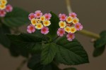 Lantana camara