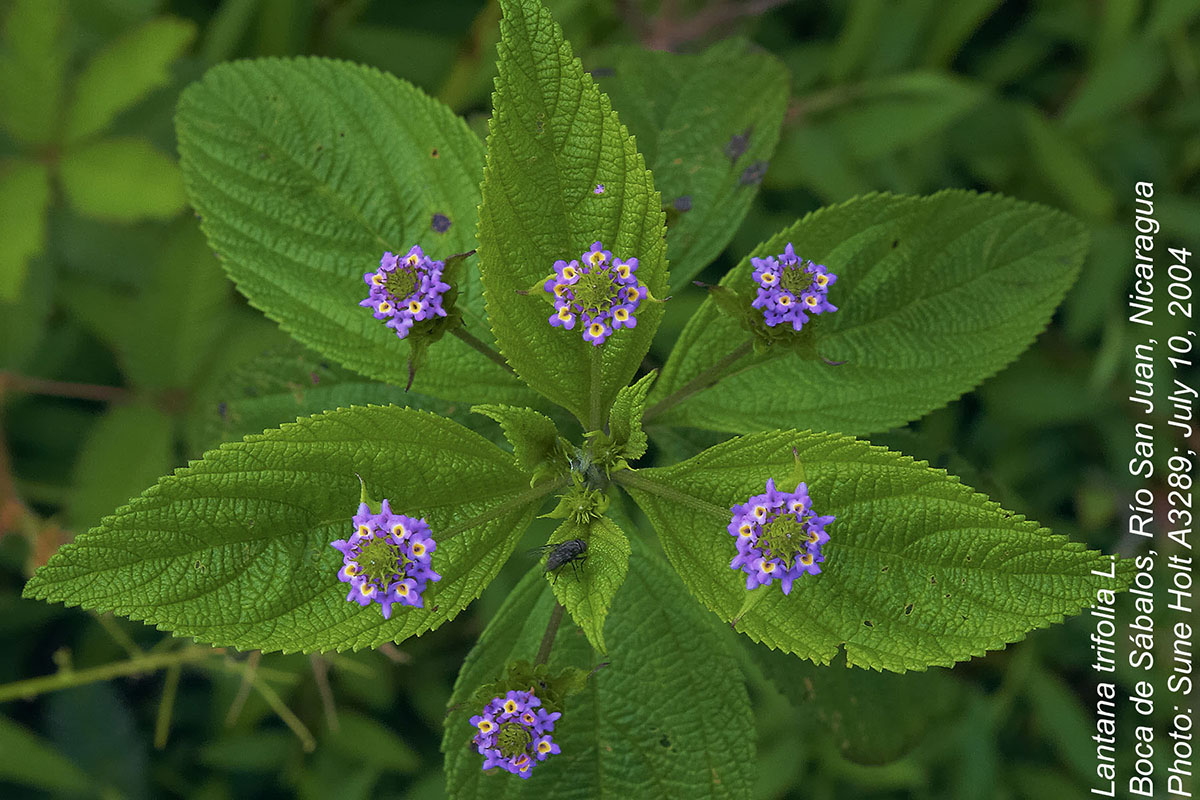 Lantana trifolia Lantana trifolia